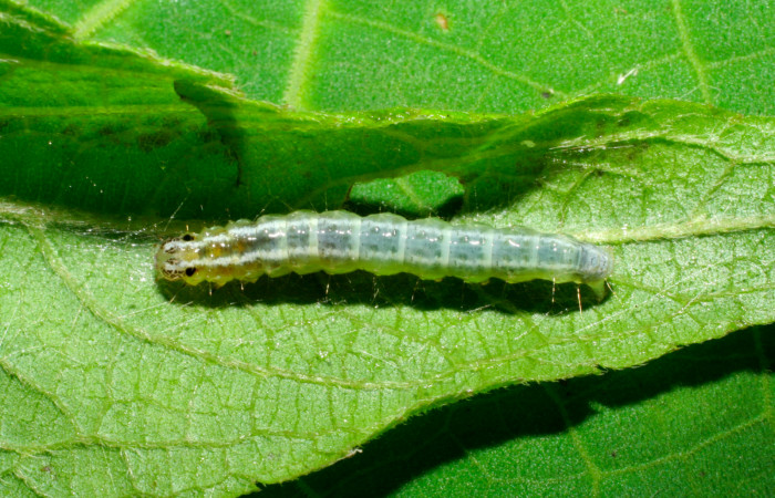 Fig.6. Larva de <i>Conchylodes grammaphora</i>, en último estadío. Mide 20mm de longitud. Voucher : 06-SRNP-30728-DHJ412354.jpg.