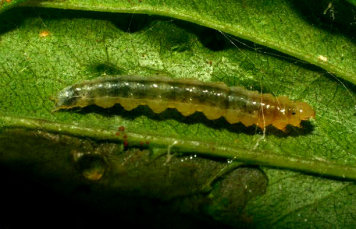 Fig.7. Larva de <i>Conchylodes platinalis</i>, en último estadío. Voucher : 09-SRNP-73378-DHJ465796.jpg.