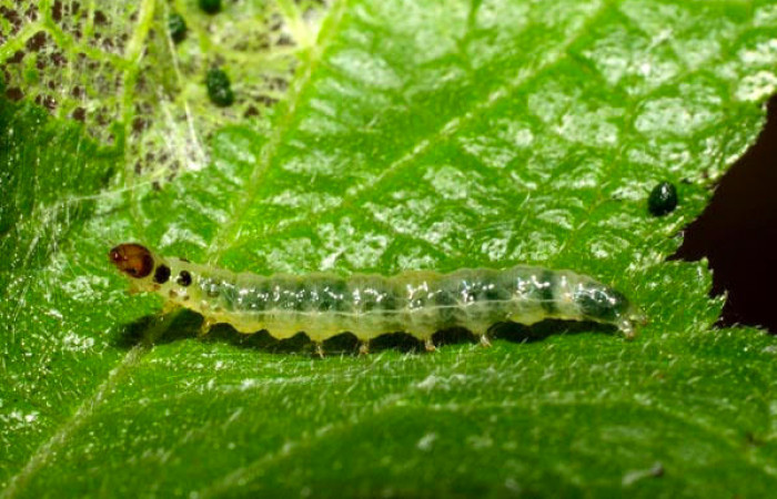 Fig.8. Larva de <i>Conchylodes ovulalis</i>, de 15mm de longitud, en último estadío. Voucher : 10-SRNP-56315-DHJ478926.jpg.