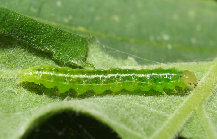 Fig.9. Larva de <i>Conchylodes arcifera</i>. Mide 19mm de longitud. Voucher : 19-SRNP-70210-DHJ750512.jpg.
