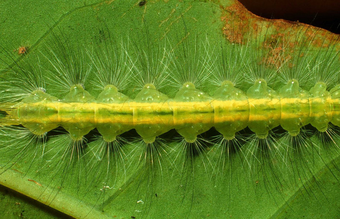 Figura 1. <i>Elaeognatha argyritis </i>(Nolidae). Último estadio, posición dorsal, Sector San Cristóbal, Rio Blanco Abajo. Voucher  01-SRNP-2687-DHJ59074.jpg.
