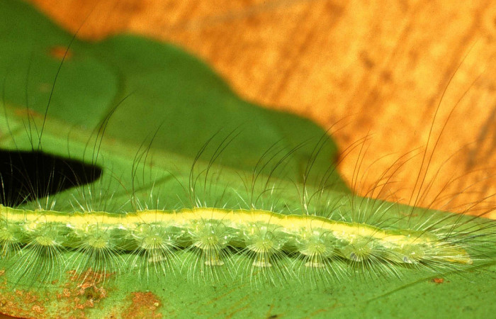 Figura 7. <i>Elaeognatha argyritis</i> (Nolidae). Último estadio, posición lateral, Sector San Cristóbal, Rio Blanco Abajo. Voucher 01-SRNP-2687-DHJ59076.jpg.