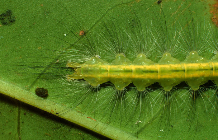 Figura 9. <i>Elaeognatha argyritis</i> (Nolidae). Último estadio, San Cristóbal, Rio Blanco Abajo. Voucher 01-SRNP-2687-DHJ59081.jpg.
