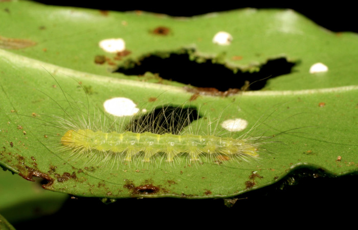 Figura 2. <i>Elaeognatha argyritis</i> (Nolidae) penúltimo estadio, posición lateral, Estación Pitilla, Sendero Laguna. Voucher 06-SRNP-33861-DHJ416425.jpg.