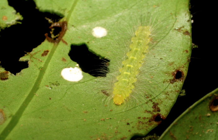 Figura 3. <i>Elaeognatha argyritis</i> (Nolidae) penúltimo estadio, posición dorsal frontal, Estación Pitilla, Sendero Laguna. Voucher 06-SRNP-33861-DHJ416426.jpg.