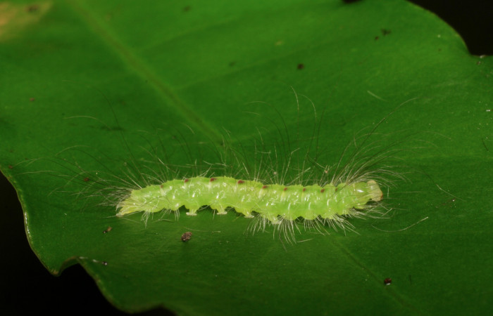 Figura 5. <i>Elaeognatha argyritis</i> (Nolidae) penúltimo estadio, posición dorsal, Sector San Cristóbal, Estación San Gerardo. Voucher 06-SRNP-50-DHJ409324.jpg.