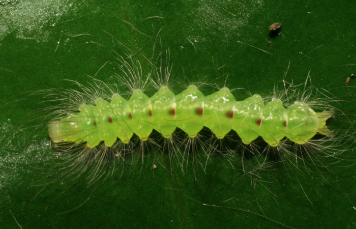 Figura 4. <i>Elaeognatha argyritis</i> (Nolidae) penúltimo estadio, posición dorsal, Sector San Cristóbal, Estación San Gerardo. Voucher 06-SRNP-50-DHJ409326.jpg.