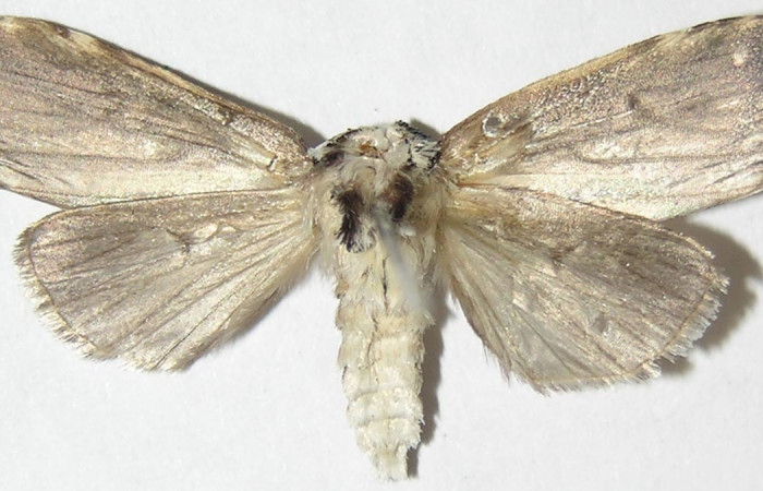 Figura 14. Adulto macho de <i>Elaeognatha argyritis</i> (Nolidae) vista dorsal. Voucher 08-SRNP-4610-DHJ397207.jpg.