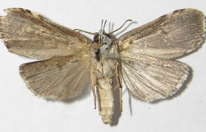 Figura 16. Adulto hembra de <i>Elaeognatha argyritis</i> (Nolidae) vista ventral. Voucher 09-SRNP-33370-DHJ522337.jpg.