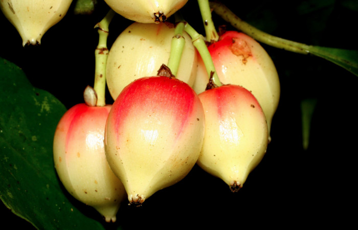Figura 18. Frutos de planta hospedera <i>Chrysochlamys glauca</i> (Clusiaceae) de <i>Elaeognatha argyritis</i> (Nolidae) Sector San Cristóbal, Estación San Gerardo. Foto. Carolina Cano. 2018.
