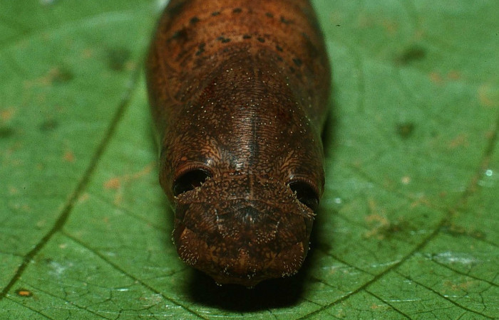 Fig.10  Pupa <i>Cecropterus jalapus</i> mostrando la parte frontal los ojos falsos.  Voucher: 03-SRNP-20583-DHJ78465.jpg