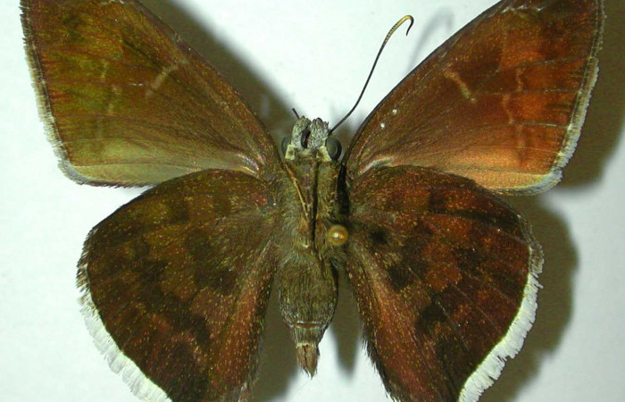 Fig.14 Adulto <i>Cecropterus jalapus</i> s mostrando la parte ventral ,Hembra.  Voucher: 97-SRNP-4701-DHJ32105.jpg