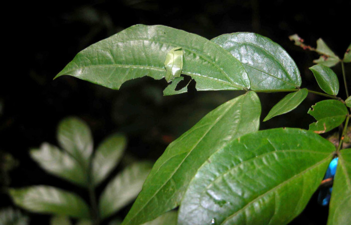 Fig. 1 Larva <i>Cecropterus jalapus</i> tercer estadío ,mostrando forma de casita  en Calliandra rhodocephala Voucher: 03-SRNP-20583-DHJ91254.jpg