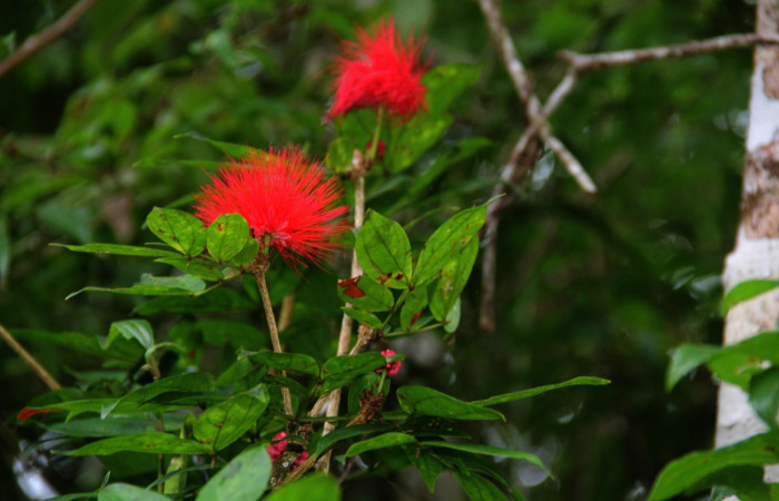 Fig.3 Follaje y  botones florales <i>Calliandra rhodocephala</i> planta hospedera de <i>Cecropterus jalapus</i>