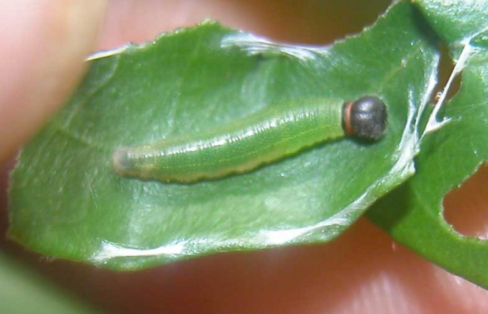 Fig.5  Larva <i>Cecropterus jalapus</i> tercer estadío vista dorsal, Voucher: 03-SRNP-20583-DHJ91256.jpg