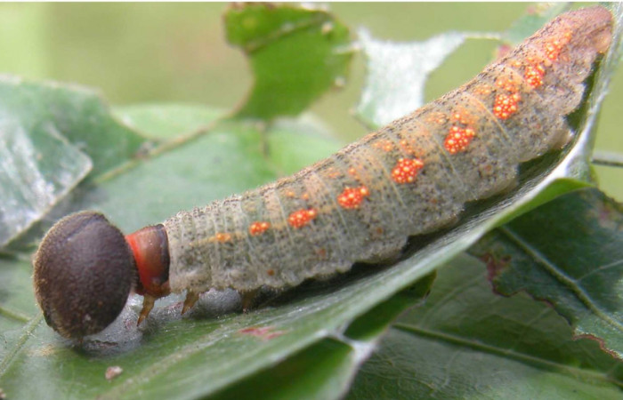 Fig.7 Larva <i>Cecropterus jalapus</i> penúltimo estadío vista lateral,  Voucher: 03-SRNP-20583-DHJ91259.jpg