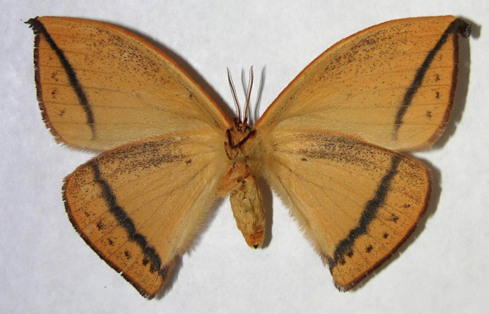 Fig. 2. Hembra de <i>Oxytenis albilunulata</i>, (Saturniidae), vista ventral, 62mm de envergadura. Voucher: 06-SRNP-65648-DHJ361363.jpg.