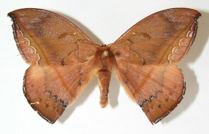 Fig. 3. Macho de <i>Oxytenis albilunulata</i>, (Saturniidae), vista dorsal, 54mm de envergadura. Voucher: 10-SRNP-31287-DHJ530838.jpg.