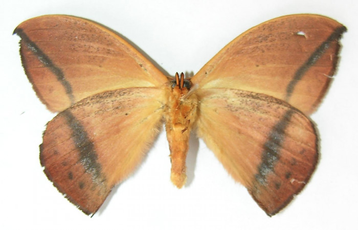 Fig. 4. Macho de <i>Oxytenis albilunulata</i>, (Saturniidae), vista ventral, 54mm de envergadura. Voucher: 10-SRNP-31287-DHJ530839.jpg.