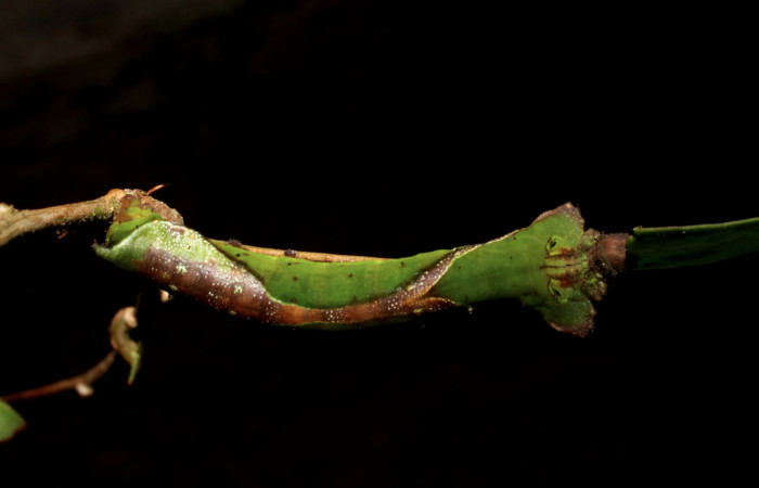 Fig. 5. Larva de <i>Oxytenis albilunulata</i>, (Saturniidae), vista dorsal, último estadío,  40mm de longitud. Voucher: 10-SRNP-31287-DHJ471829.jpg.