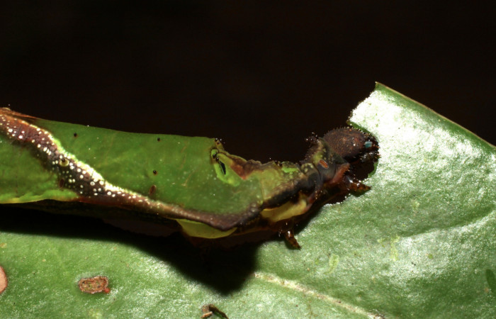 Fig. 7. Larva de <i>Oxytenis albilunulata</i>, (Saturniidae), vista lateral del torax, último estadío,  40mm de longitud. Voucher:
10-SRNP-31287-DHJ471834.jpg.
