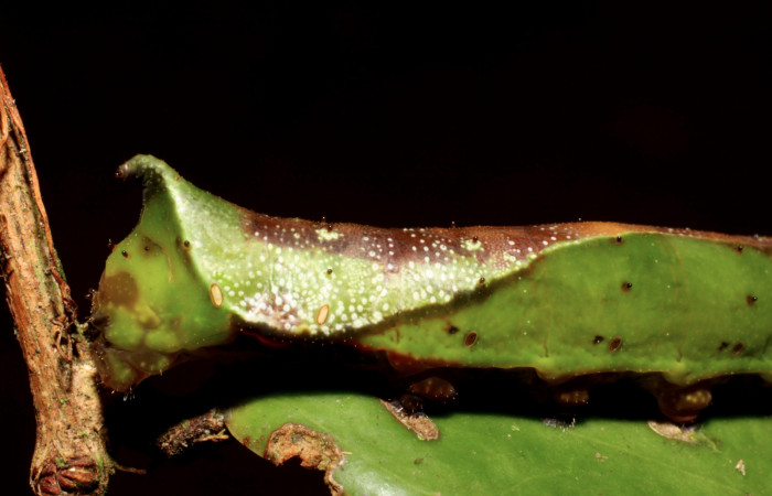Fig. 8. Larva de <i>Oxytenis albilunulata</i>, (Saturniidae), vista lateral del área trasera del cuerpo, último estadío,  40mm de longitud. Voucher: 10-SRNP-31287-DHJ471838.jpg.