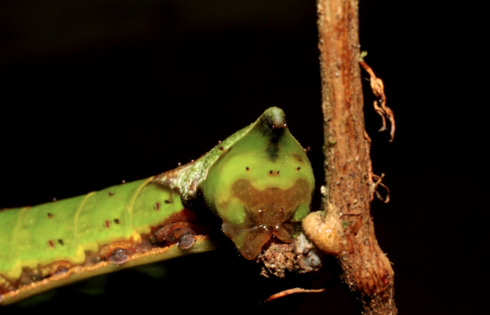 Fig. 9. Larva de <i>Oxytenis albilunulata</i>, (Saturniidae), vista desde atrás, último estadío,  40mm de longitud. Voucher: 10-SRNP-31287-DHJ471842.jpg.