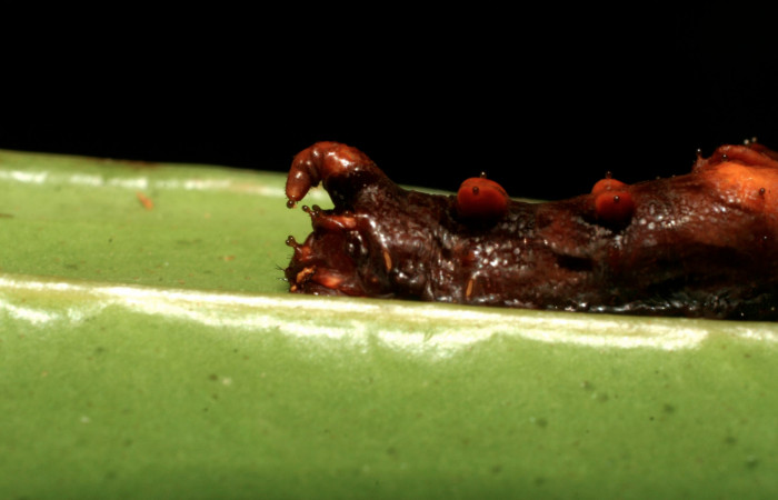 Fig. 10. Larva de <i>Oxytenis albilunulata</i>, (Saturniidae), vista lateral del área trasera del cuerpo,  33mm de longitud, penúltimo estadío, forma café. Voucher: 08-SRNP-32846-DHJ449185.jpg.