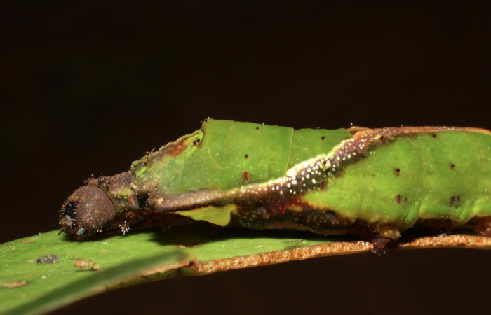 Fig. 11. Larva de <i>Oxytenis albilunulata</i>, (Saturniidae), vista lateral del torax, último estadío,  40mm de longitud. Voucher: 10-SRNP-31287-DHJ471844.jpg.