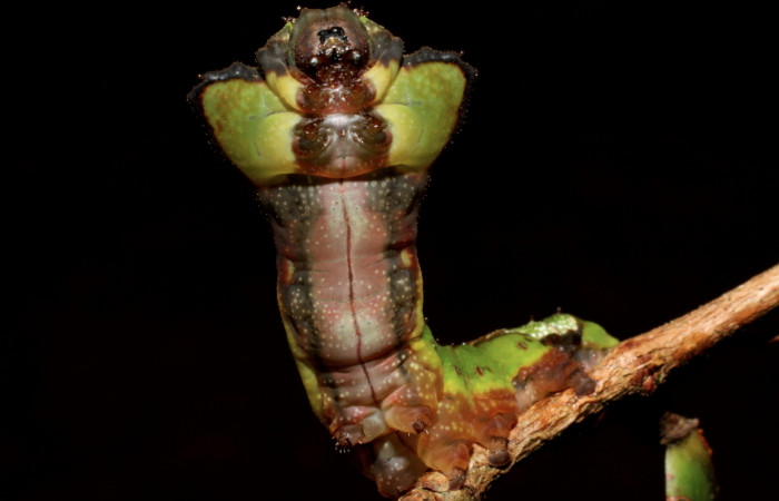 Fig. 13. Larva de <i>Oxytenis albilunulata</i>, (Saturniidae), vista ventral del torax, último estadío,  40mm de longitud. Voucher: 10-SRNP-31287-DHJ471865.jpg.