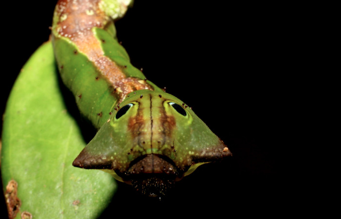 Fig. 14. Larva de <i>Oxytenis albilunulata</i>, (Saturniidae), vista de frente, último estadío,  40mm de longitud. Voucher: 10-SRNP-31287-DHJ471847.jpg.