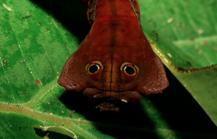 Fig. 16. Larva de <i>Oxytenis albilunulata</i>, (Saturniidae), vista dorsofrontal del torax, último estadío,  49mm de longitud. Voucher: 06-SRNP-65648-DHJ425743.jpg.