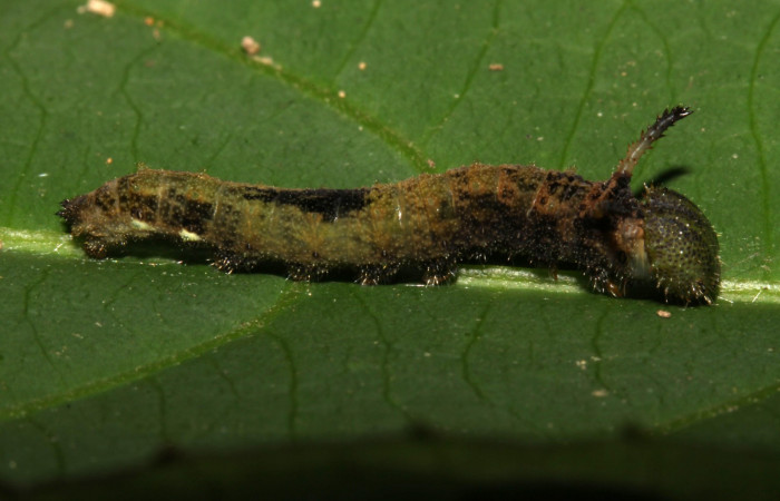  Fig. 2.  Larva <i>Adelpha</i> leuceriaDHJ01 penúltimo estadío. Voucher: 12-SRNP-31973-DHJ700357.jpg.