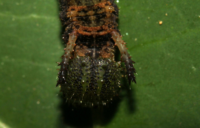  Fig. 4. Larva <i>Adelpha</i> leuceriaDHJ01 en penúltimo estadío vista frontal mostrando cabeza y cuernos. Voucher: 12-SRNP-31973-DHJ700362.jpg.