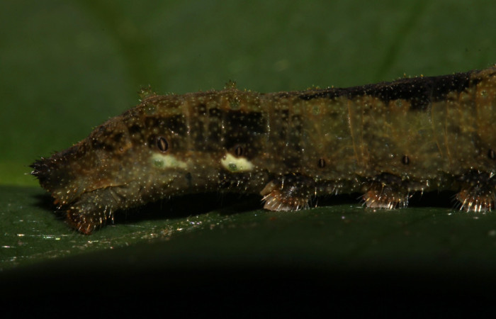 Fig. 5. Larva <i>Adelpha</i> leuceriaDHJ01 penúltimo estadio vista últimos segmentos laterales.   Voucher: 12-SRNP-31973-DHJ700365.jpg. 