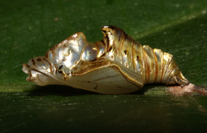 Fig. 6  Pupa <i>Adelpha</i> leuceriaDHJ01 vista lateral. Voucher: 12-SRNP-31973-DHJ700354.jpg 