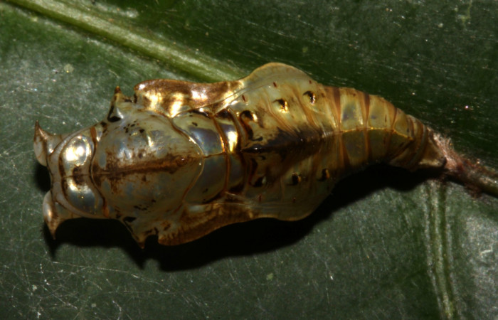 Fig. 7. Pupa <i>Adelpha</i> leuceriaDHJ01, vista dorsal, mostrando la estructura de cabeza.    Voucher: 12-SRNP-31973-DHJ700352.jpg. 