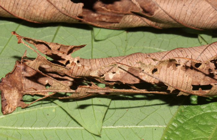 Figura 6 <i>Lascoria</i> Janzen 4356, (Erebidae), mostrando el comido en la hoja secas de Cecropia insignis, (Urticaceae). Voucher: 17-SRNP-32268-DHJ740376.jpg. Foto: 23 setiembre 2017.
