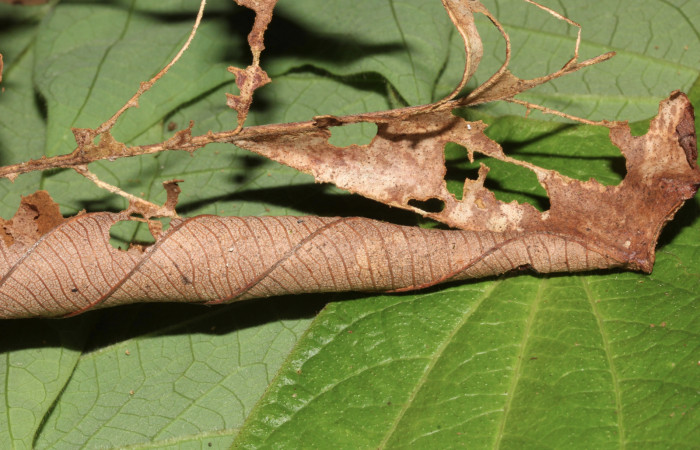 Figura 7. <i>Lascoria</i> Janzen 4356, (Erebidae), mostrando el comido en la hoja secas de Cecropia insignis, (Urticaceae). Voucher: 17-SRNP-32268-DHJ740377.jpg. Foto: 23 setiembre 2017.