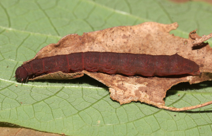 Figura 8. Larva <i>Lascoria</i> Janzen 4356, (Erebidae). Larva en último estadío, 40mm, cuerpo lateral. Voucher: 17-SRNP-32268-DHJ740378.jpg. Foto: 23/setiembre/2017.