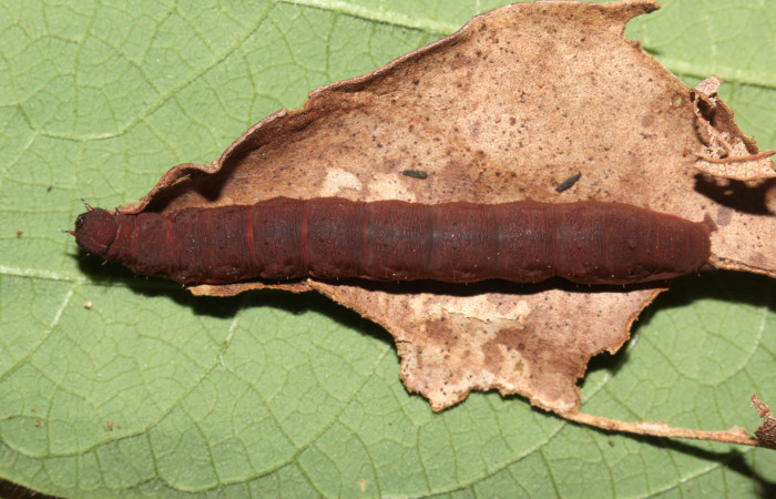 Figura 9. Larva <i>Lascoria</i> Janzen 4356, (Erebidae). Larva en último estadío, 40mm, cuerpo dorsal. Voucher: 17-SRNP-32268-DHJ740379.jpg. Foto: 23/setiembre/2017.