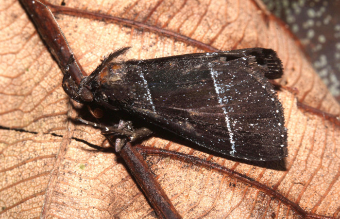 Figura 1. <i>Lascoria</i> Janzen 4356, (Erebidae). Vista lateral izquierdo, 20 mm de longitud. Voucher: 17-SRNP-32268-DHJ740390.jpg.