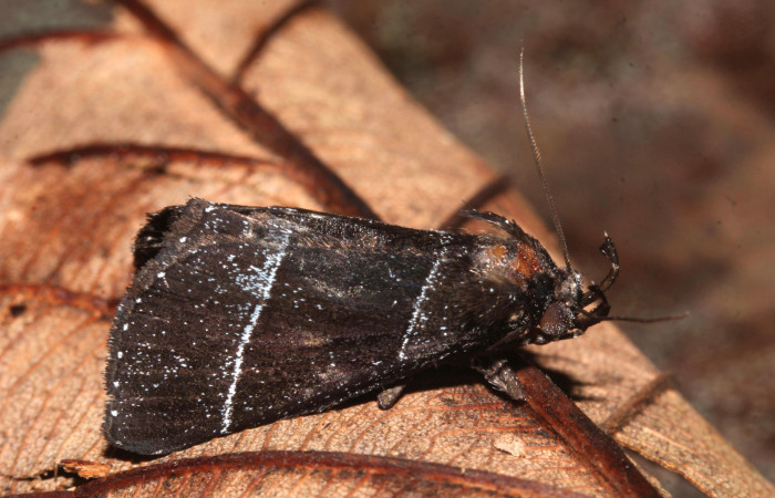 Figura 2. <i>Lascoria</i> Janzen 4356, (Erebidae). Vista lateral derecho, 20 mm de longitud. Voucher: 17-SRNP-32268-DHJ740391.jpg.