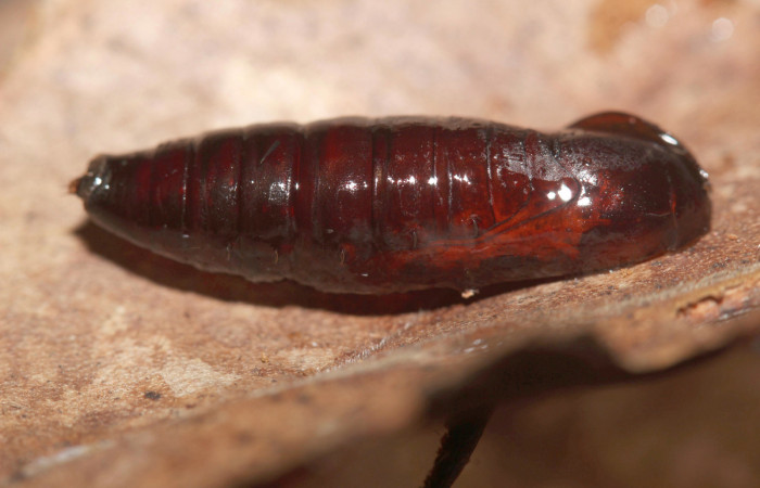 Figura 11. <i>Lascoria</i> Janzen 4356, (Erebidae). Pupa lateral, 17mm. Voucher: 17-SRNP-32268-DHJ740397.jpg. Foto: 17/ octubre/2017.