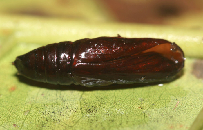 Figura 13. <i>Lascoria</i> Janzen 4356, (Erebidae). Pupa ventral, 17mm. Voucher: 17-SRNP-32268-DHJ740399.jpg. Foto: 17/ octubre/2017.