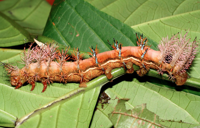 Figura 6. Larva <i>Automeris postalbida</i> (Saturniidae) último estadío. Vista lateral, Fecha 7 abril 2005. Voucher: 05-SRNP-1889-DHJ400011.jpg.