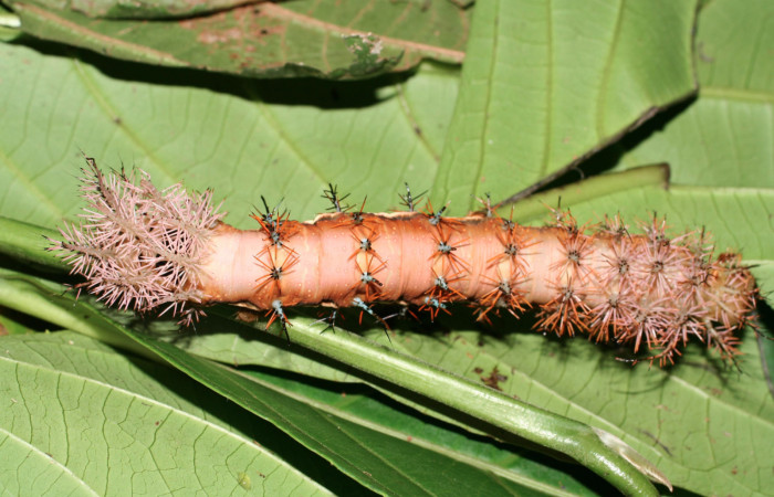 Figura 7. Larva <i>Automeris postalbida</i> (Saturniidae) último estadío. Vista dorsal, Fecha 7 abril 2005. Voucher: 05-SRNP-1889-DHJ400012.jpg.