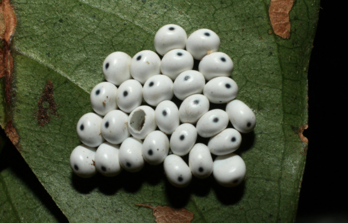Figura 1. Huevos vistos dorsal, puestos por la hembra <i>Automeris postalbida</i> (Saturniidae). Sector Cacao, 1100 metros altitud. Fecha 3 febrero 2014. Voucher: 14-SRNP-35066-DHJ490509.jpg.