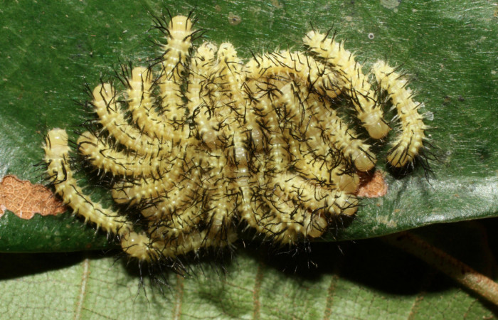 Figura 4. Larvas en primer estadío de <i>Automeris postalbida</i> (Saturniidae) Vista dorsal, Sector Cacao, 1100 metros altitud. Fecha 3 febrero 2014. Voucher: 14-SRNP-35066-DHJ490513.jpg.
