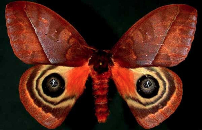 Figura 11. Sector Orosi, Mata Redonda, Area de Conservacion Guanacaste, (445 m; fecha 13 marzo 1996). Adulto <i>Automeris postalbida</i> (Saturniidae). Vista dorsal. Hembra. Voucher: 96-SRNP-912-DHJ31094.jpg.